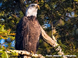 Bald Eagle at Land Between The Lakes
