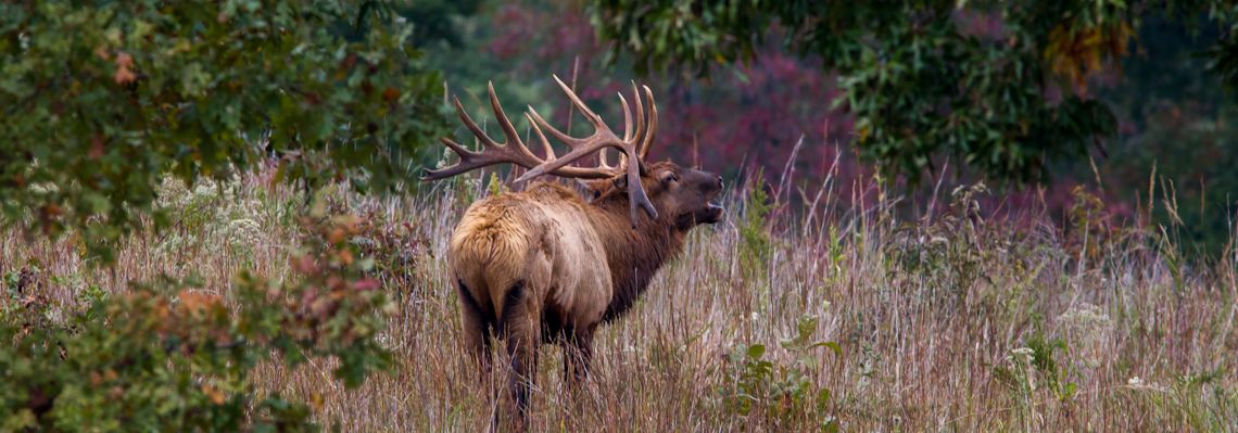 Elk & Bison Prairie