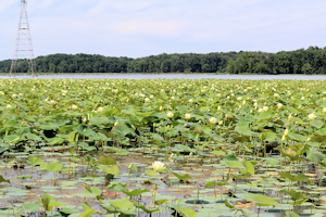 Honker Lake