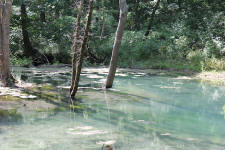 Mint Springs